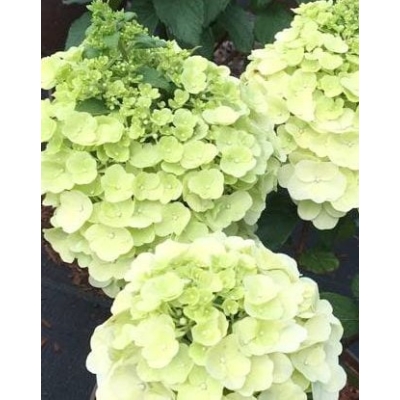 Hortensja  MONT BLANC  C2 DON